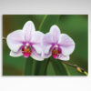 Kalendarz trójdzielny Orchidea biało-różowy kwiat