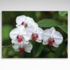 Kalendarz trójdzielny Kwiat (20szt.) - 1 Kalendarz trójdzielny Kwiat storczyk orchidea