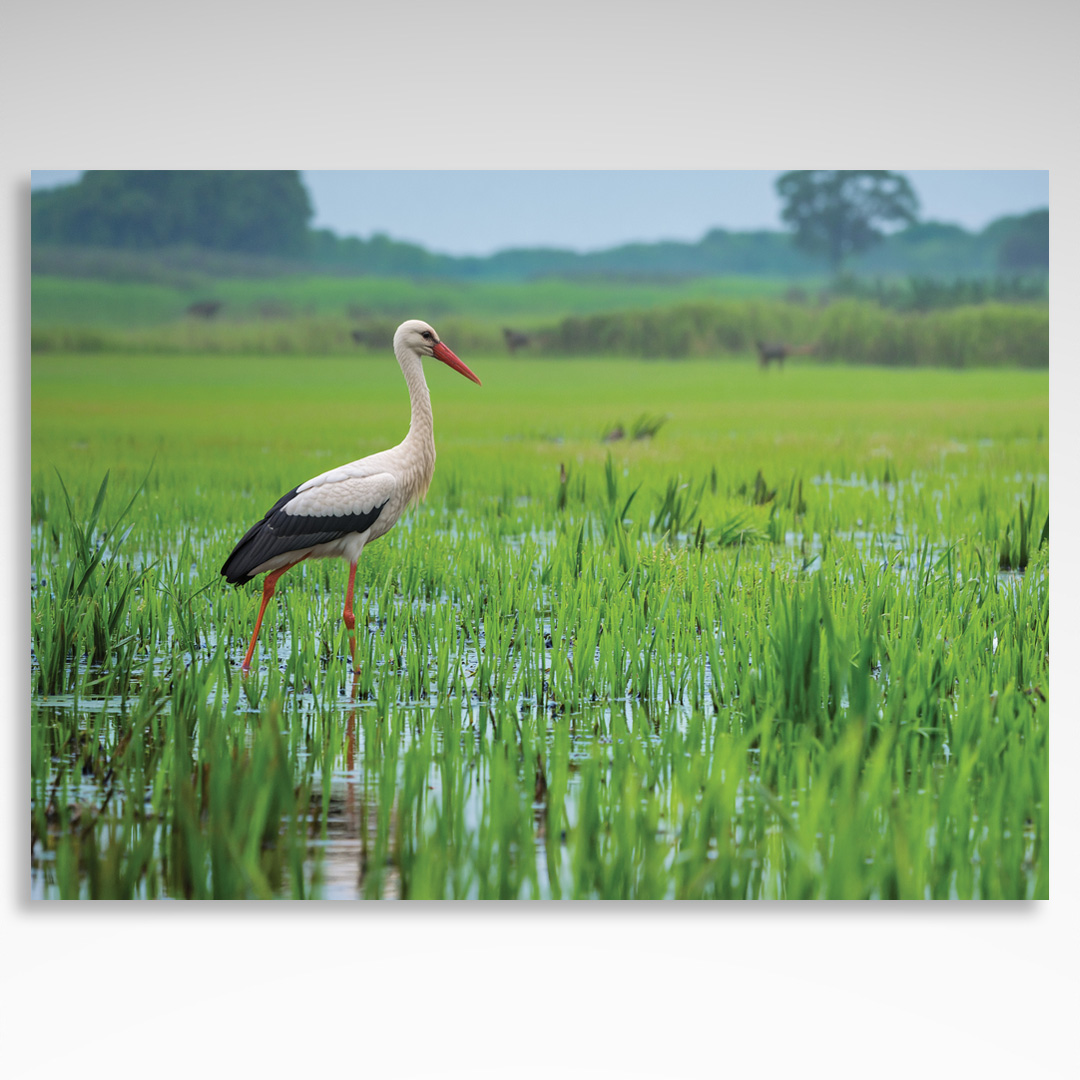 Kalendarz trójdzielny Mazury (20szt.) - 3 Kalendarz trójdzielny Mazury bocian na mokradłach